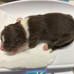 Australian Shepherd Puppies from francoise Long