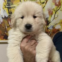 Golden Retrievers from Olympus Golden Walkers Kennel