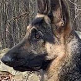 German Shepherd Puppies from Shakers