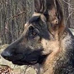 German Shepherd Puppies from Shakers