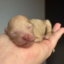 Cumin - Cream female Poodle puppy in Haines City, Florida from Noelle Poodles