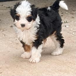 Hamm - Tri-color male Bernedoodle puppy in Lincoln, Nebraska from GRand Doodles