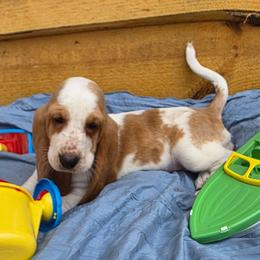 Ms. Hayes - Lemon and white female Basset Hound puppy in Big Rapids, Michigan from Basket Hound Bassets