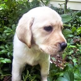 Ms. 4 - Yellow female Labrador Retriever puppy in Norwell, Massachusetts from Gabriel Ben-Yosef's Labs