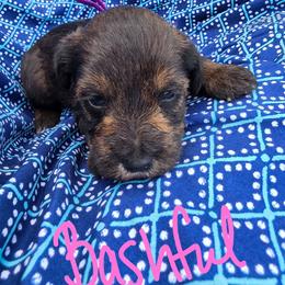 Bashful - Sable female Schnoodle puppy in Perry, Arkansas from Central AR Schnoodles