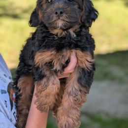 Wednesday - Black and tan male Yorkipoo puppy in Coshocton, Ohio from Forever Family Puppies