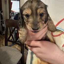 Sally - Cream female Dachshund puppy in Lubbock, Texas from It’s a Hot Mess
