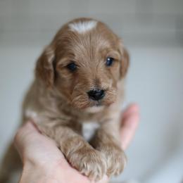 Ollie - Cream male Goldendoodle puppy in Stevens, Pennsylvania from Pebble Paws Lane