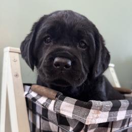 Girl 2 - Black female Labrador Retriever puppy in North East, Pennsylvania from Newara’s Dog House LLC