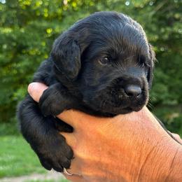 Theo - Black male Labrador Retriever puppy in Isle, Minnesota from Dog Ear Outfitters