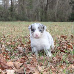 Tripp - Slate merle male Border Collie puppy in Cedartown, Georgia from Ferguson Border Collies