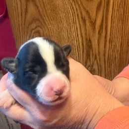 Girl 1 - Brindle and white female Cardigan Welsh Corgi puppy in Buskirk, New York from Hana-K’s Cardigan Welsh Corgis