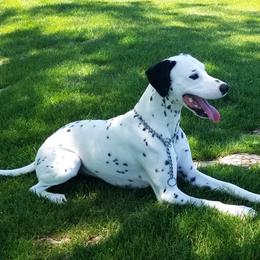 Dalmatian All Grown Up from Gateway Farm Dalmatians