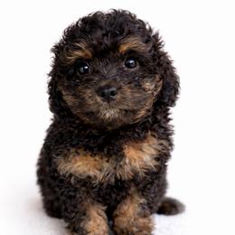 Kobe - Black and tan male Cavapoo puppy in Warrensburg, Missouri from Supreme Doodles