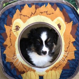 Girl 3 - female Australian Shepherd puppy in Phoenix, Arizona from Heartfire Aussies