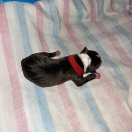 Red Girl - Boston Terrier puppy in Winnie, Texas from Tina Terry's Boston Terriers