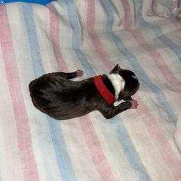 Red Girl - Boston Terrier puppy in Winnie, Texas from Tina Terry's Boston Terriers