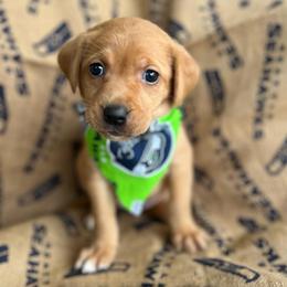 Waffles - Yellow female Labrador Retriever puppy in Puyallup, Washington from 12 Door Farm Labradors