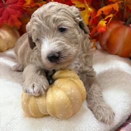 Pumpkin - Cream male Goldendoodle puppy in Lake Panasoffkee, Florida from Donnas Deluxe Doodles LLC