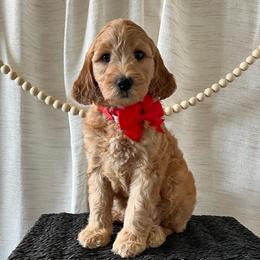Liberty - Red Collar Female - Red  female Goldendoodle puppy in Bradenton, Florida from Suncoast Goldendoodles