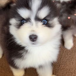 Alice - Black and white female Pomsky puppy in Amarillo, Texas from Pom Pom Pomskies