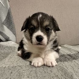 German Shepherd and Pembroke Welsh Corgi Puppies from Top Shepherd Perlez
