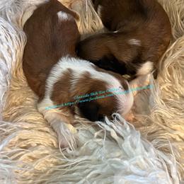 Shih Tzu Puppies from Seaside Shih Tzu Cottage