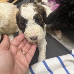Yellow - Parti male Poodle puppy in Maryland from Hernwood Heelers & Poodles