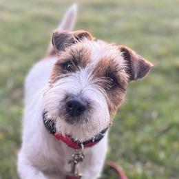 Page - Russell Terrier