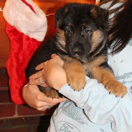 Boy 2 - Black and red male German Shepherd puppy in Claysville, Pennsylvania from Von Kunstlerisch