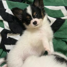 Female Puppy 1 - White black and tan female Papillon puppy in Kenly, North Carolina from Otto’s Papillons