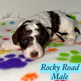 Rocky Road - Chocolate male Australian Labradoodle puppy in Beecher, Illinois from Erica’s Doodles