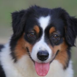 MeMe - Miniature American Shepherd