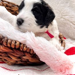 Sheepadoodle Puppies from Maplesierradoodles