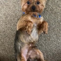 Yorkshire Terriers from Tiny Pine Kennel