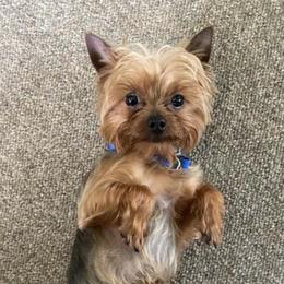 Yorkshire Terriers from Tiny Pine Kennel
