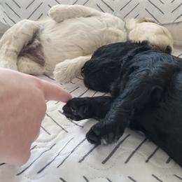 Bernedoodle and Goldendoodle Puppies from Cookies and Cream Doodles