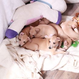 Brussels Griffon and Italian Greyhound Puppies from Adornare Kennels