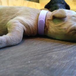 Labradoodle Puppies from Sakura Pups