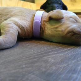 Labradoodle Puppies from Sakura Pups