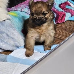 Pomeranian and Yorkshire Terrier Puppies from Pam Ackley