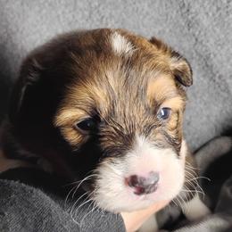 Green Collar - Fawn male Pembroke Welsh Corgi puppy in Yelm, Washington from Tolbolton Creek Corgis