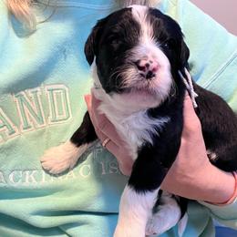 Junco, gray - Black and white male Aussiedoodle puppy in Grand Haven, Michigan from Happy Hippy Doodles