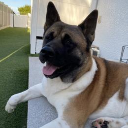 Duke - Akita