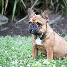 French Bulldog Puppies from Bleu Rock French Bulldogs