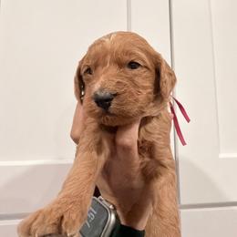 Pink - Apricot female Goldendoodle puppy in Bakersfield, California from Lavish Doodles