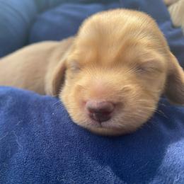 Turtle - Cream female Dachshund puppy in Lake Mary, Florida from Lakeside Doxies