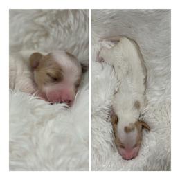 Boy 1 - Piebald male Dachshund puppy in Chehalis, Washington from McJazzin Doxies