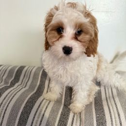 Chester - Apricot male Cavapoo puppy in Santaquin, Utah from Willow & Wag Farm