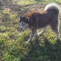 Big Red - Siberian Husky